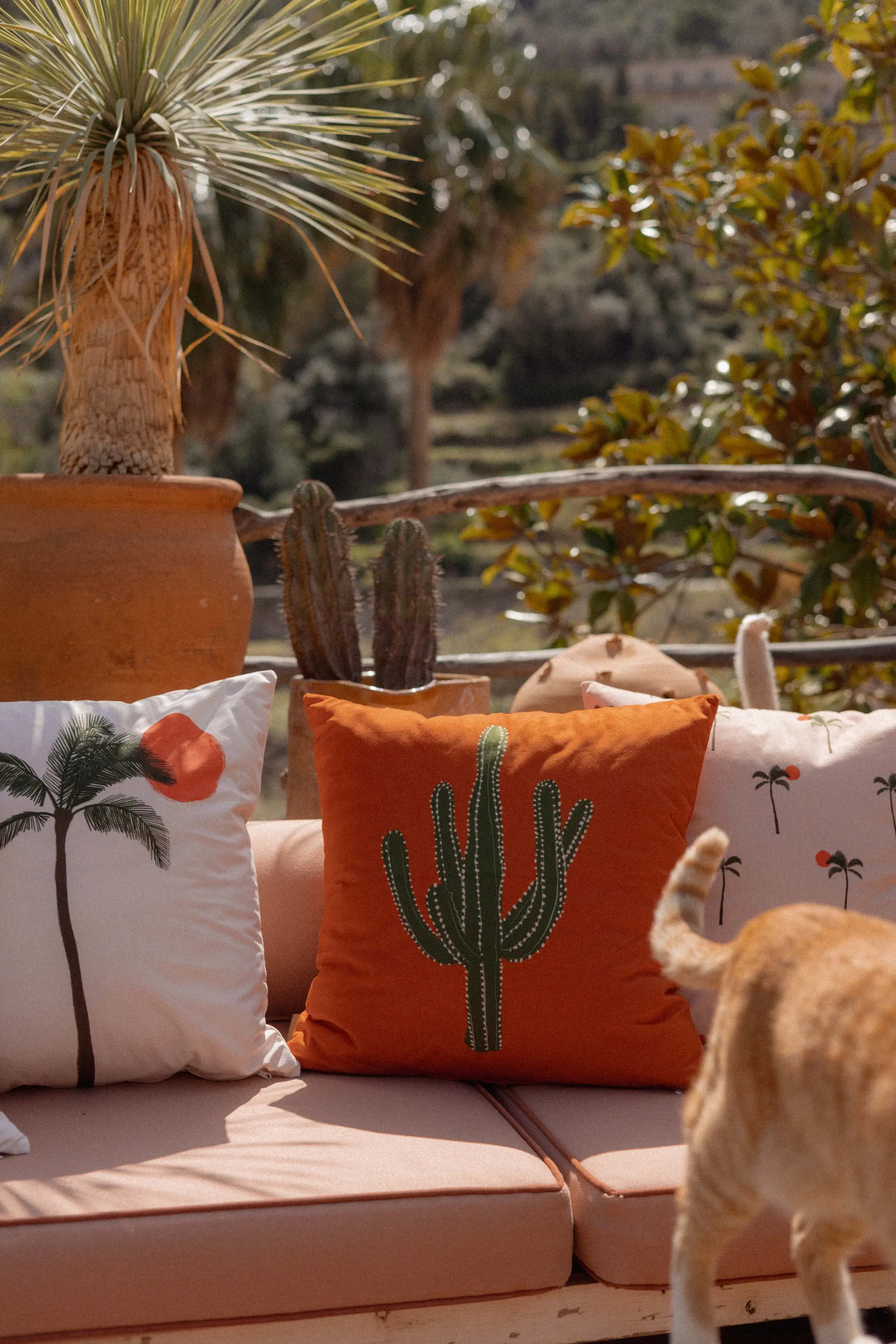 Desert Dreams