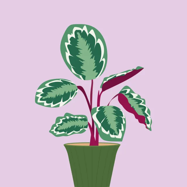 Tischdecke Calathea Zimmerpflanze