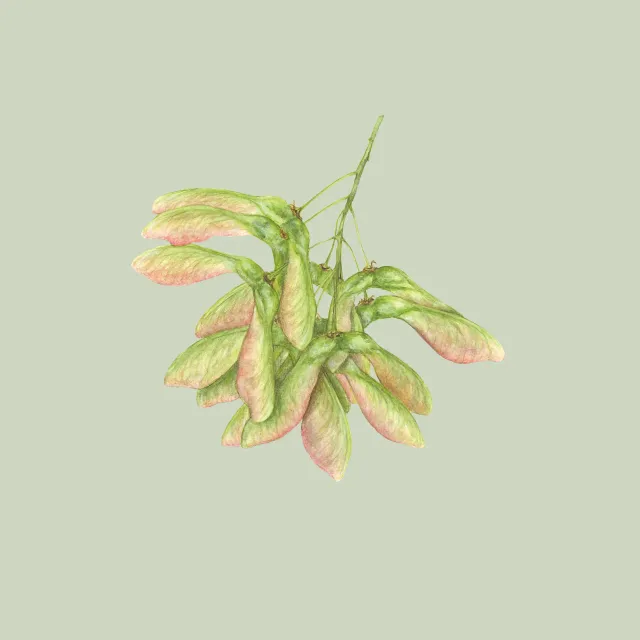 eukalyptus
