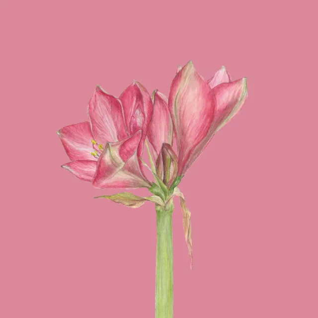 rosa