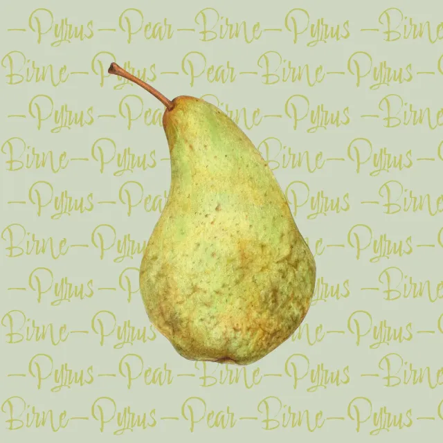 eukalyptus