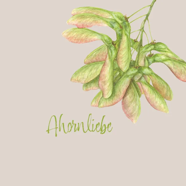 Ahornliebe