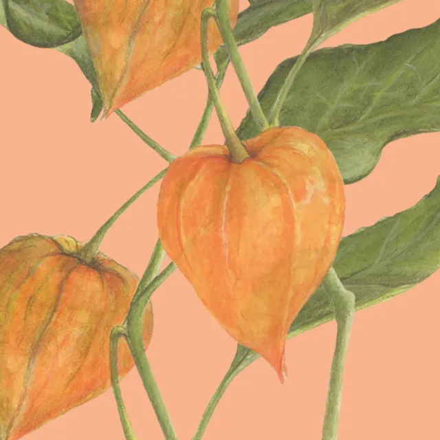 orange