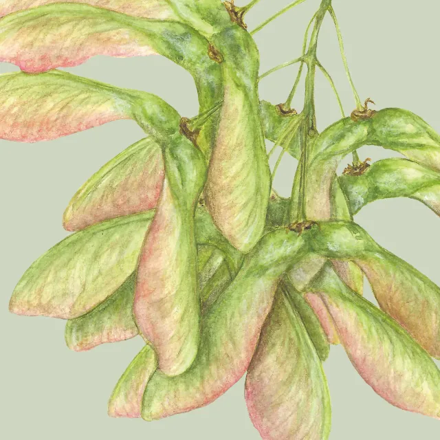 eukalyptus