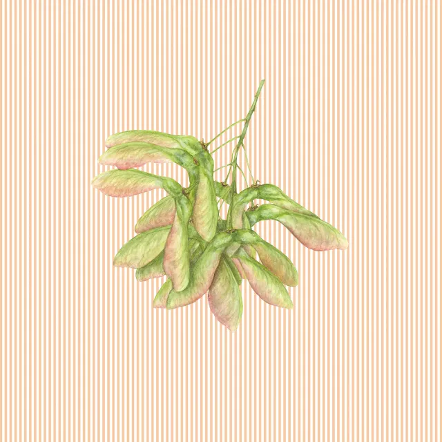 apricot