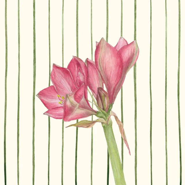 Sitzkissen Amaryllis Streifen
