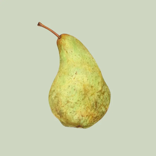 Sitzkissen eukalyptus