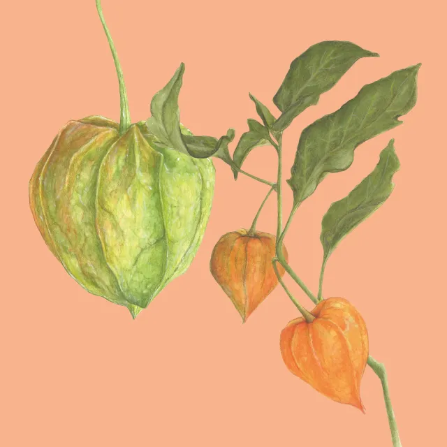 orange