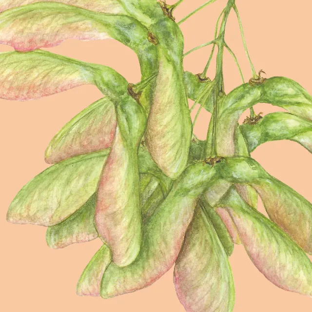 apricot