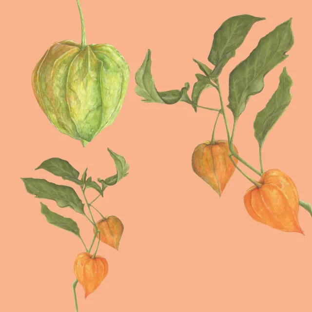 orange