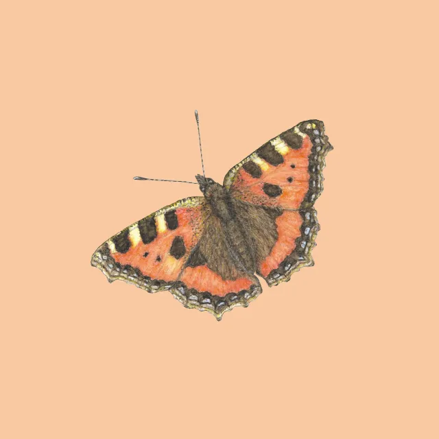 Kissen orange