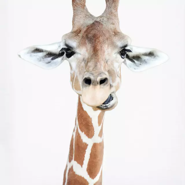 Servietten Chewing Giraffe