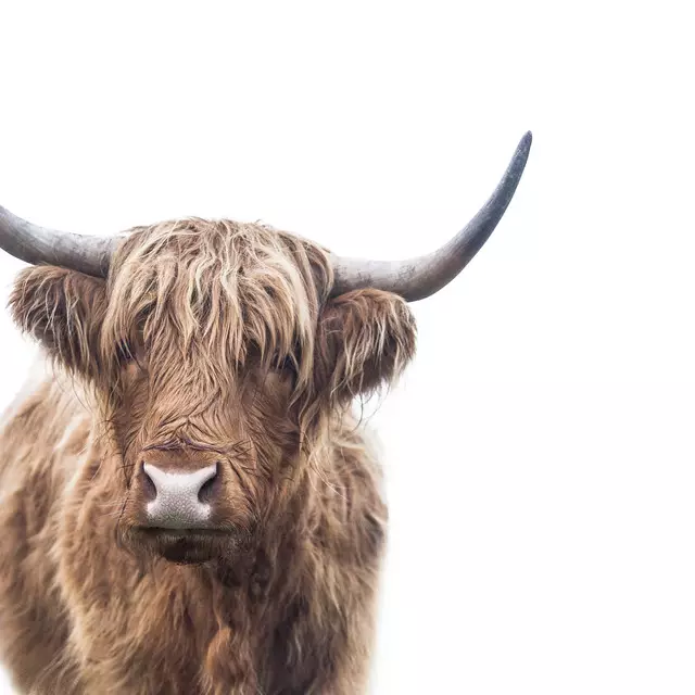 Kissen Brown Yak