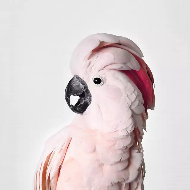 Geschirrtücher Pink Cockatoo