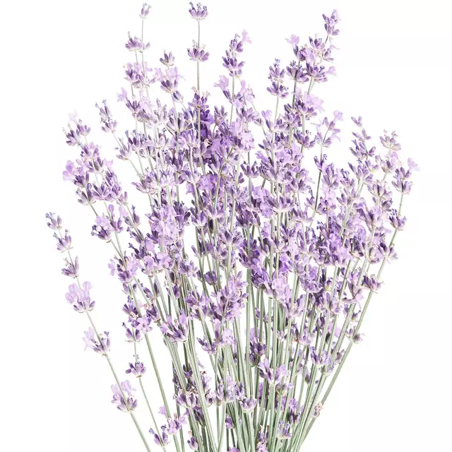 Servietten Botanical 5