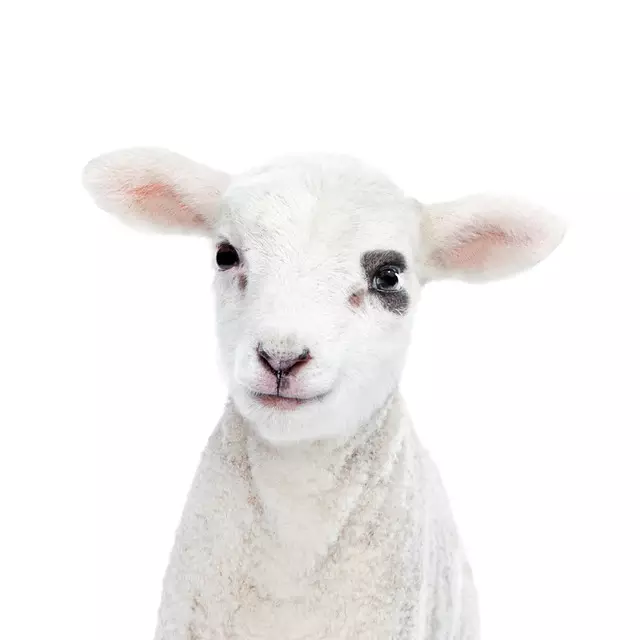 Kissen Baby Sheep