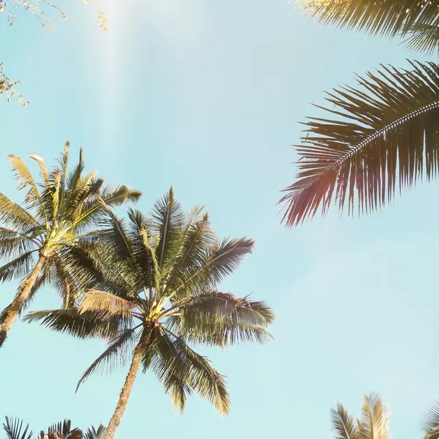Tischset Palm In The Sun