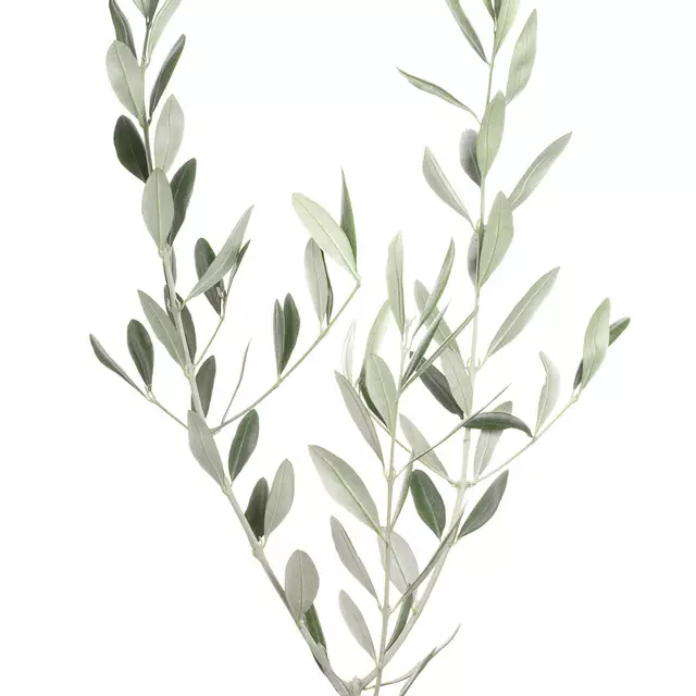 Servietten Botanical 4