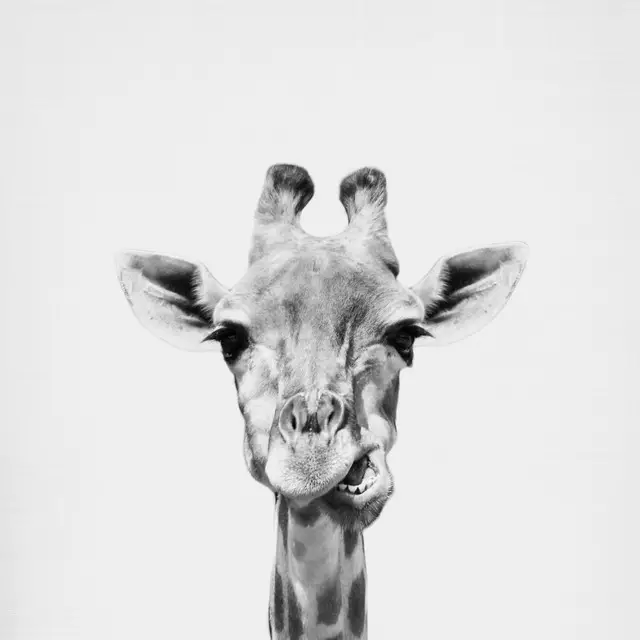 Kissen Giraffe