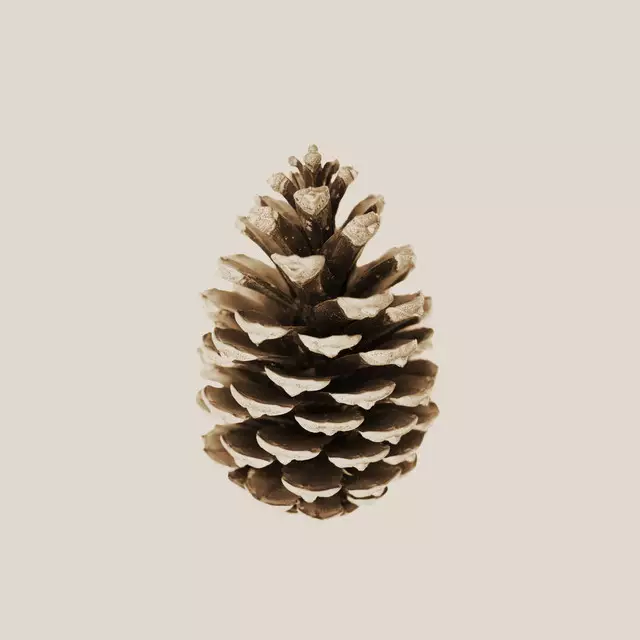 Servietten Pine Cone
