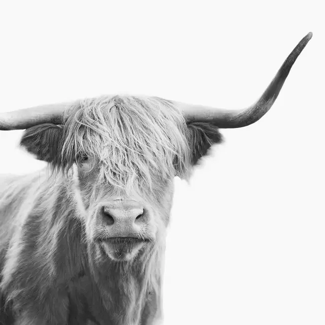 Geschirrtücher Highland cow