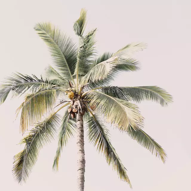 Tischset Palm Tree