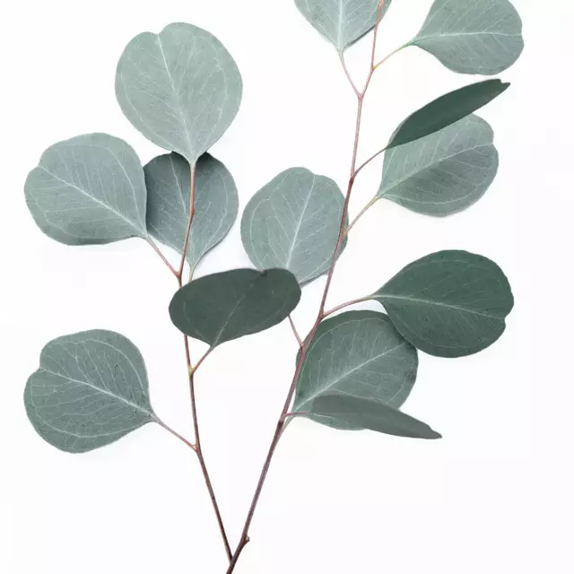 Dekovorhang Silver Leaf
