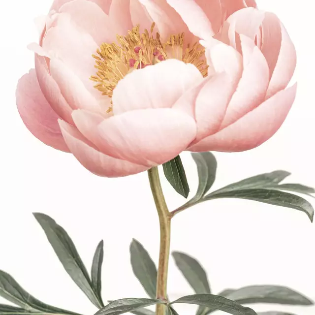 Kissen Coral Peony