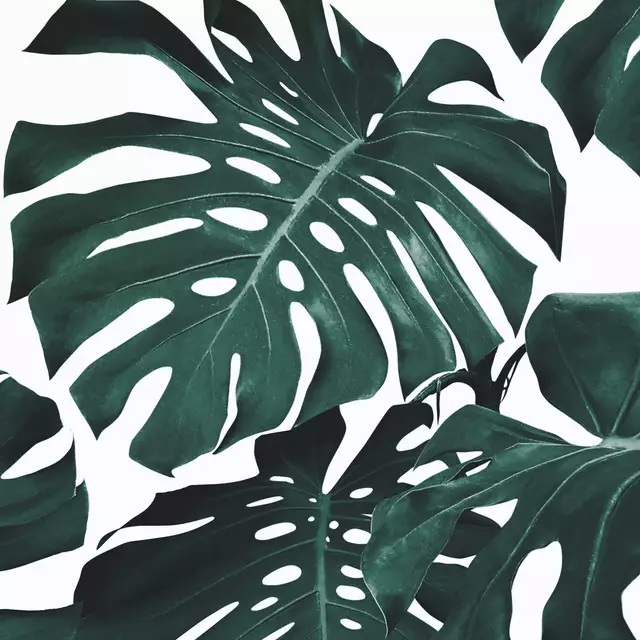 Kissen Monstera Part 3