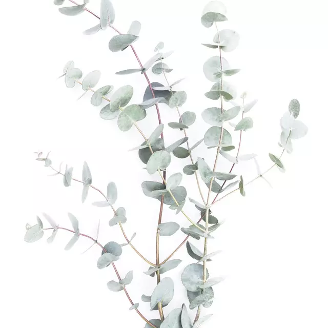 Kissen Botanical
