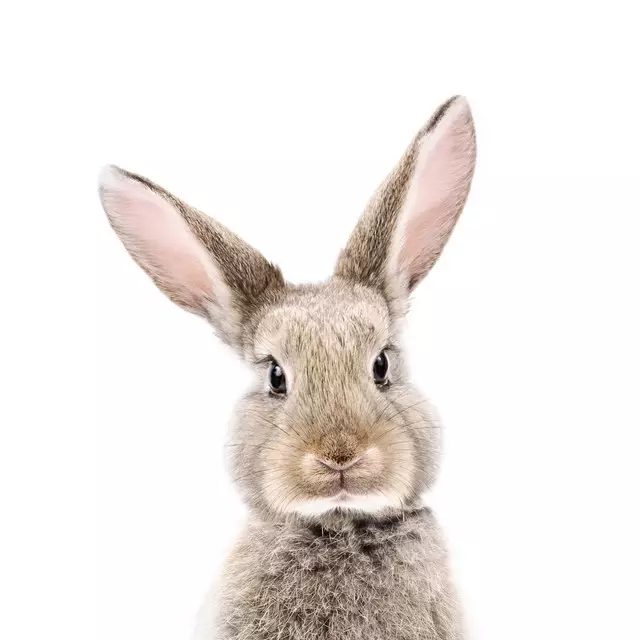 Geschirrtücher Baby Hase