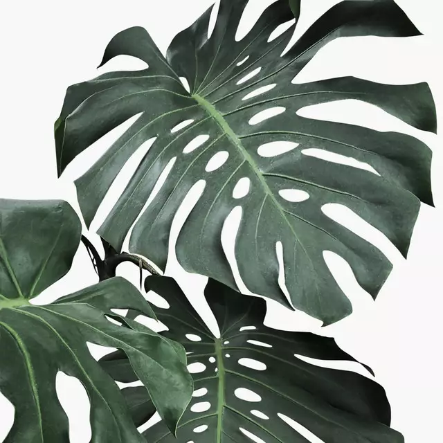 Kissen Monstera Part 2