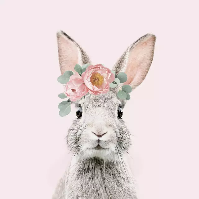 Geschirrtücher Bunny