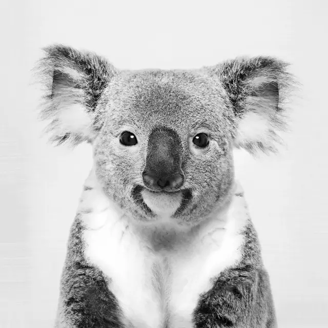 Geschirrtücher Koala