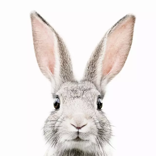 Servietten Bunny Face