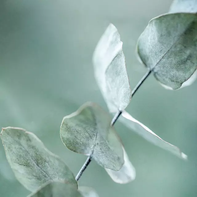 Kissen Eucalyptus 9