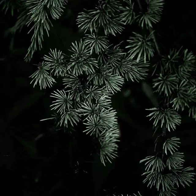 Kissen Winter Branches 13