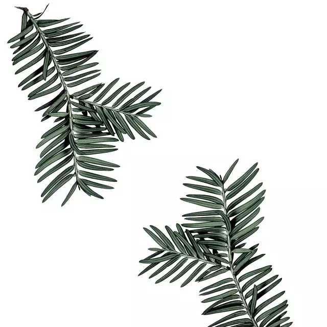 Geschirrtücher Fir Branch Muster Tile