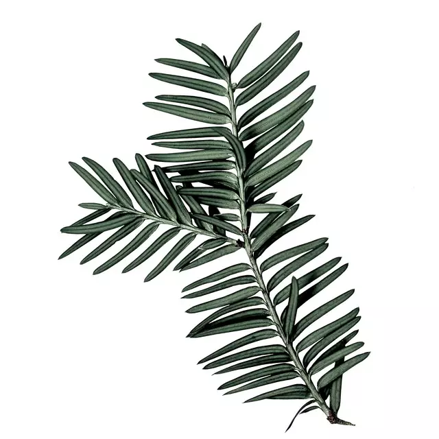 Servietten Fir Branch Muster Tile