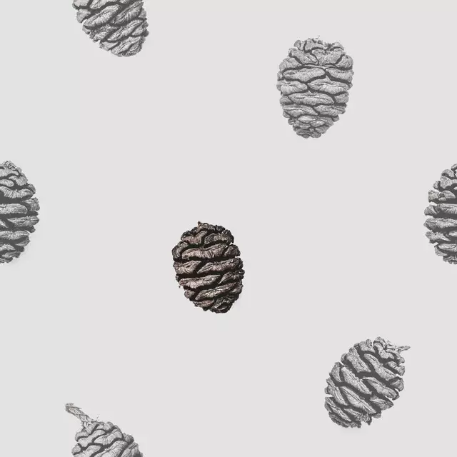 Pine Cones 4