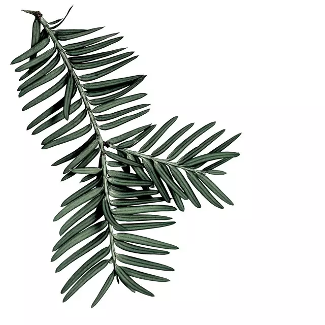 Tischläufer Fir Branch Muster Tile