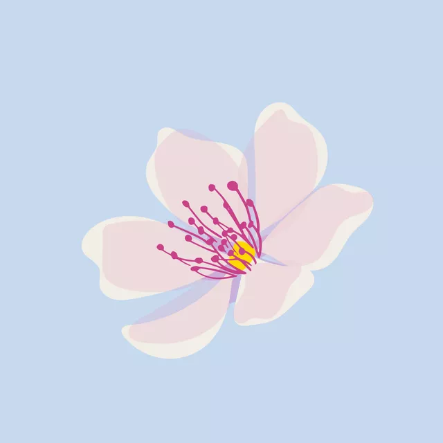 Kissen Kirschblüte hellblau 2