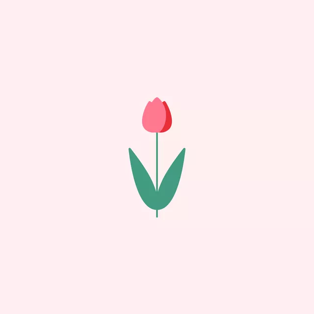 Tulpe