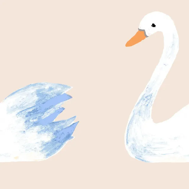 Schwanenpärchen
