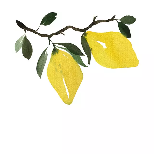 Geschirrtücher Zitronenbaum
