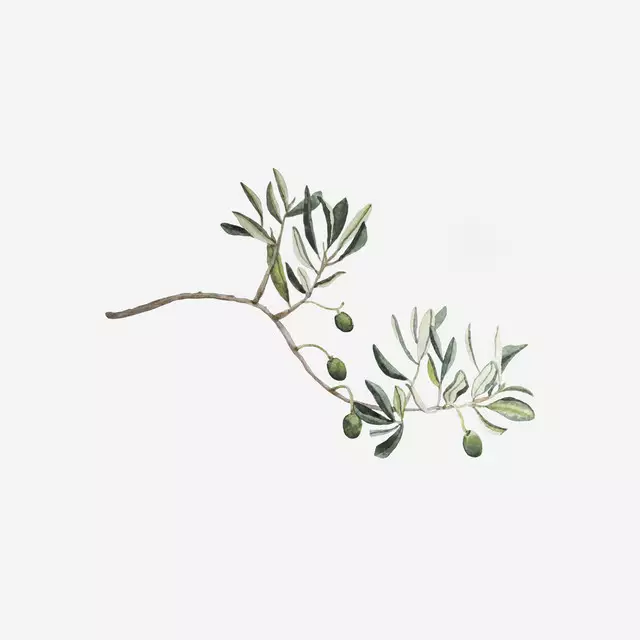 Servietten Mediterraner Olivenzweig grün