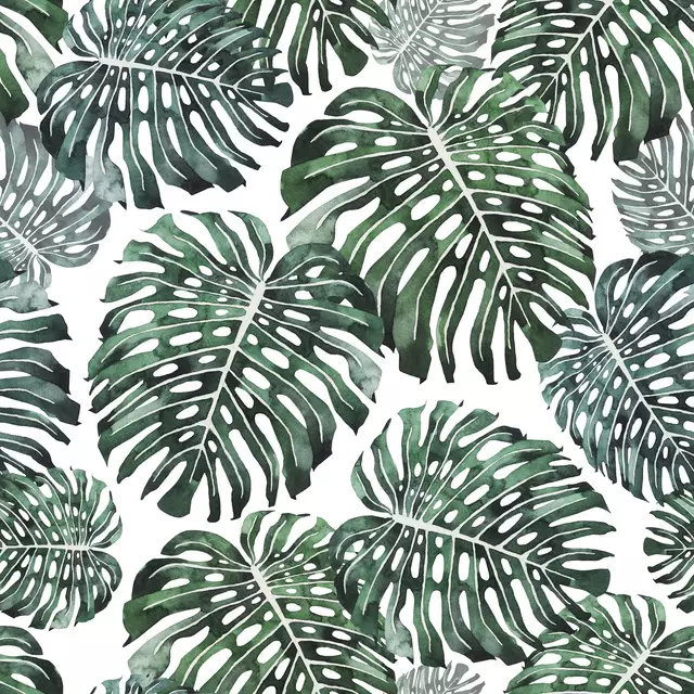 Monstera Deliciosa Jungle