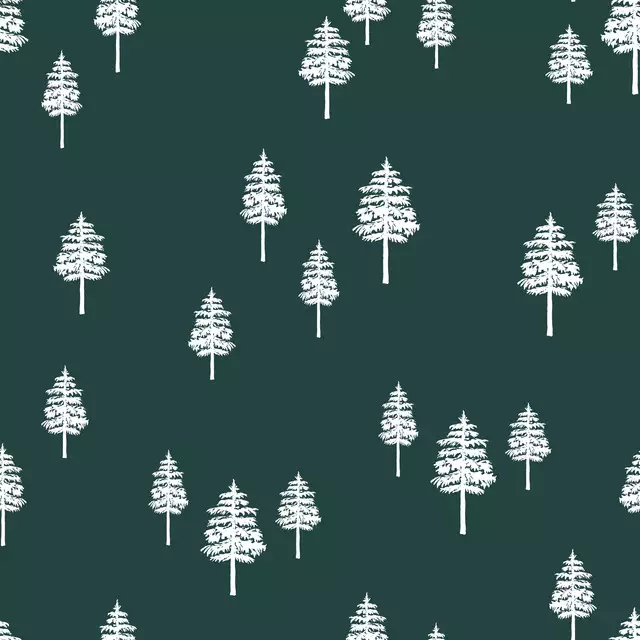 White Winter Forest fir green