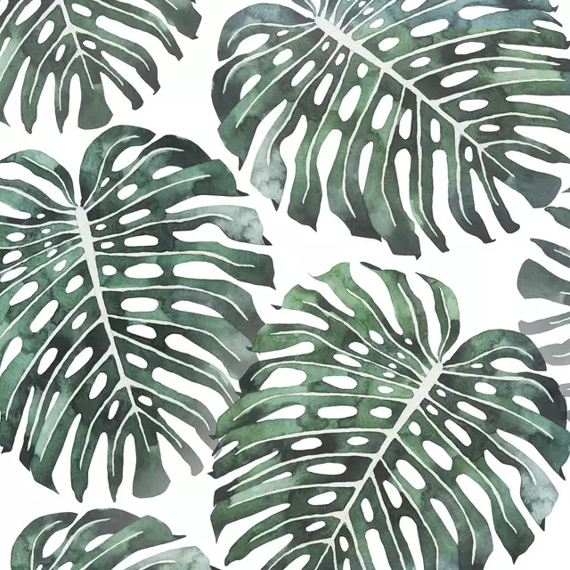 Monstera Leaves green