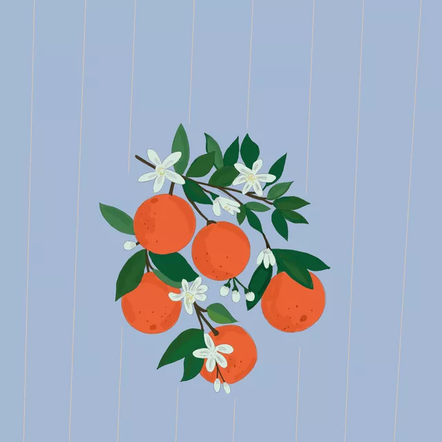 Geschirrtücher Orange